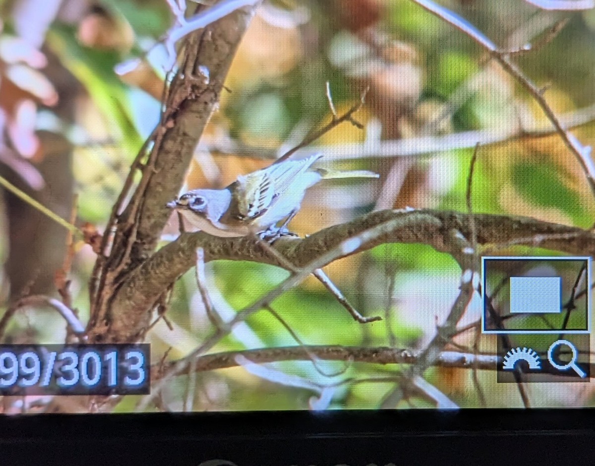 Blue-headed Vireo - ML624038586