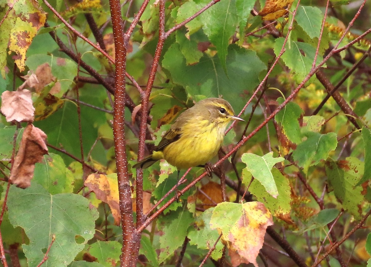 Palm Warbler - ML624038589