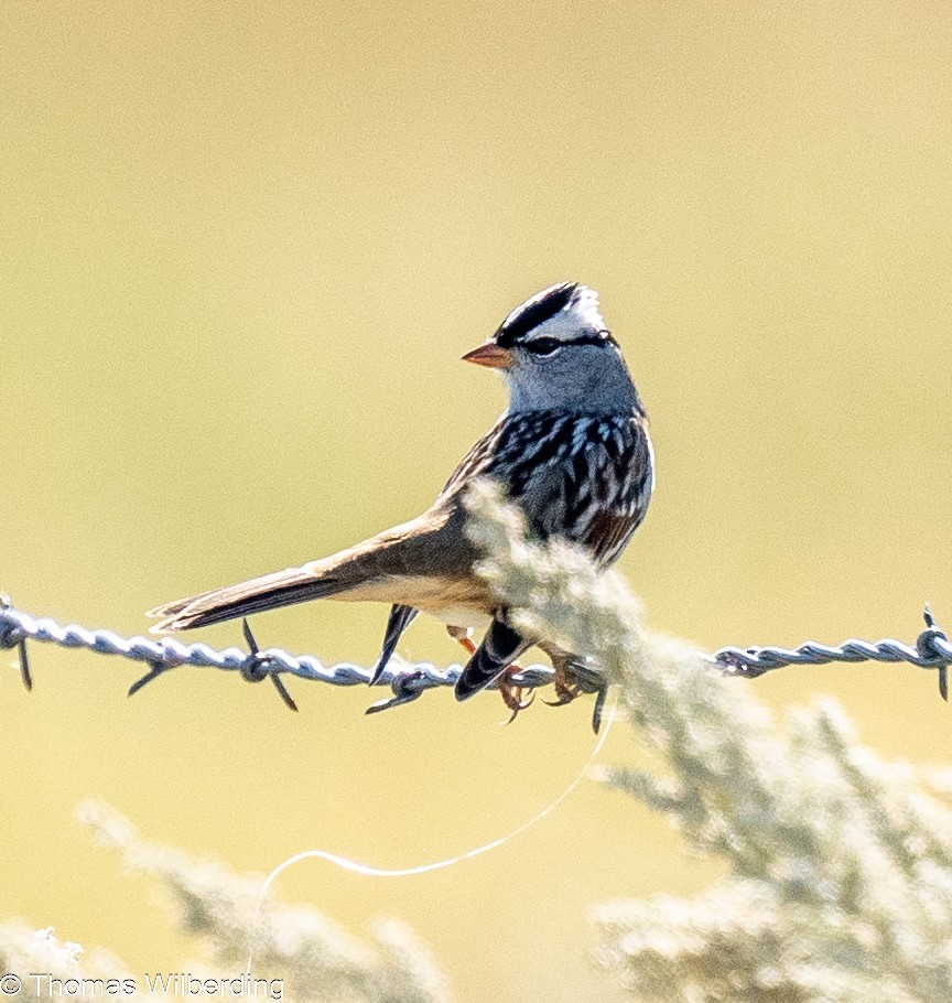 White-crowned Sparrow - ML624038595