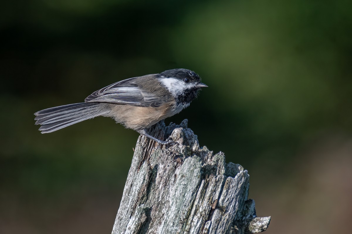 Black-capped Chickadee - ML624038599