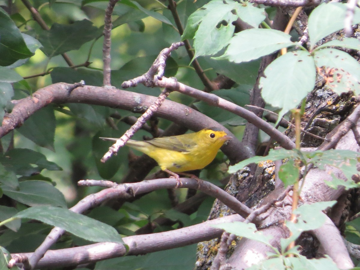 Wilson's Warbler - ML624038604