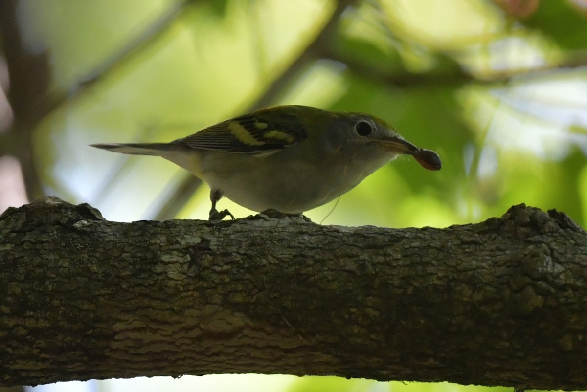 Chestnut-sided Warbler - ML624038615