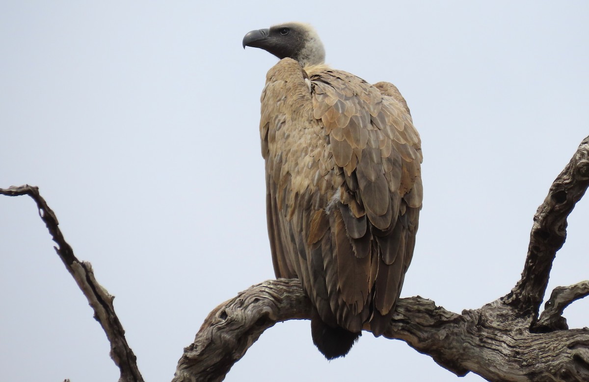 White-backed Vulture - Susan Disher