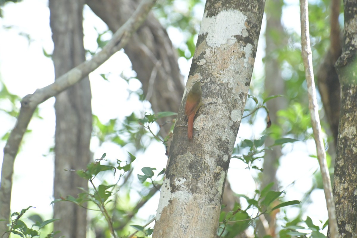 Olivaceous Woodcreeper - ML624038628