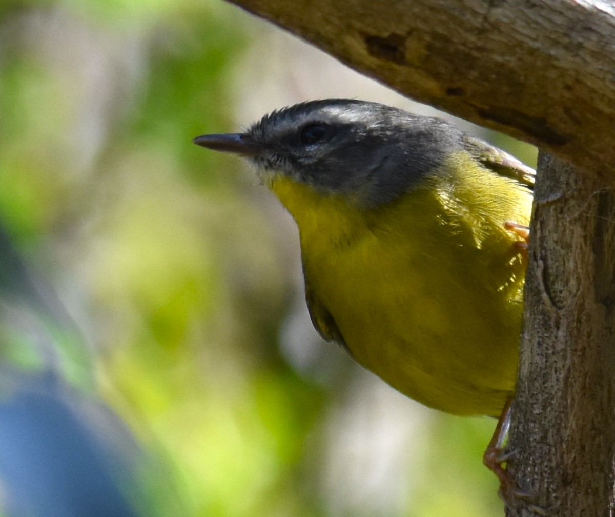 Golden-crowned Warbler - ML624038642