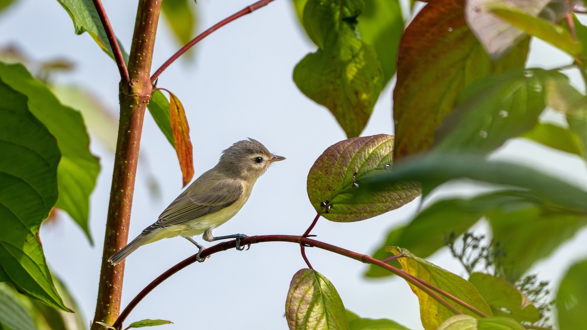 Warbling Vireo - ML624038653