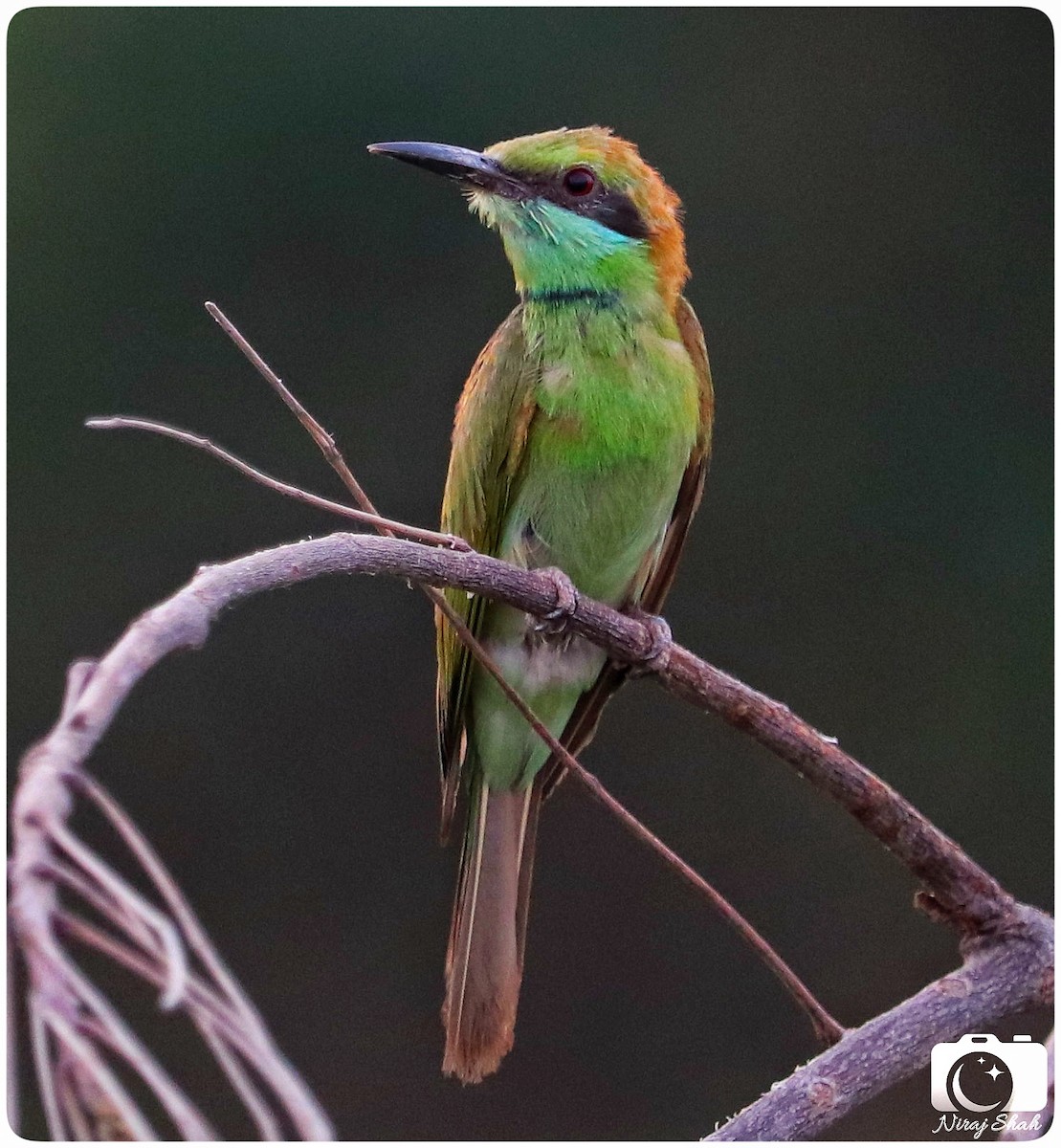 Asian Green Bee-eater - ML624038679