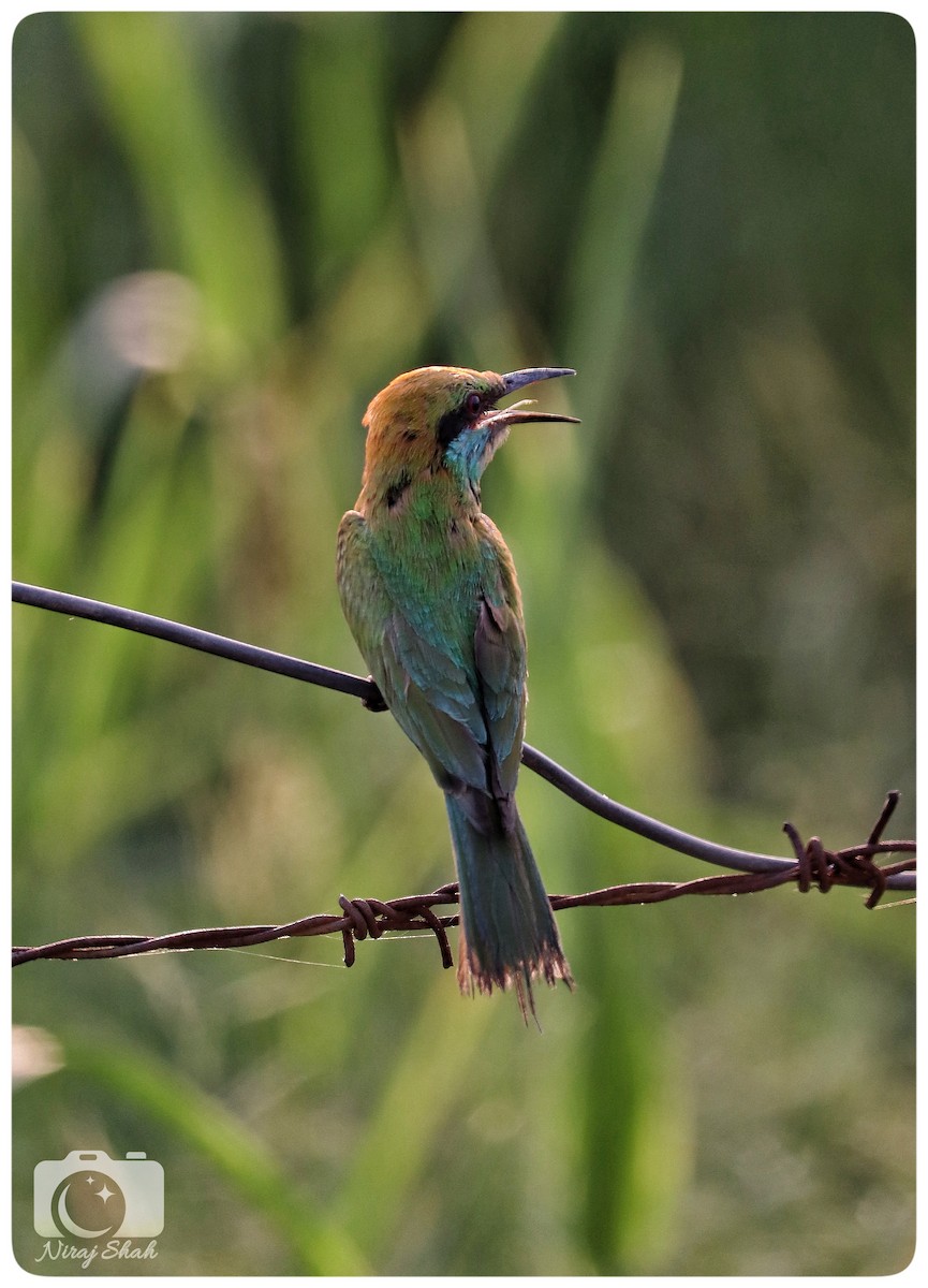 Asian Green Bee-eater - ML624038685