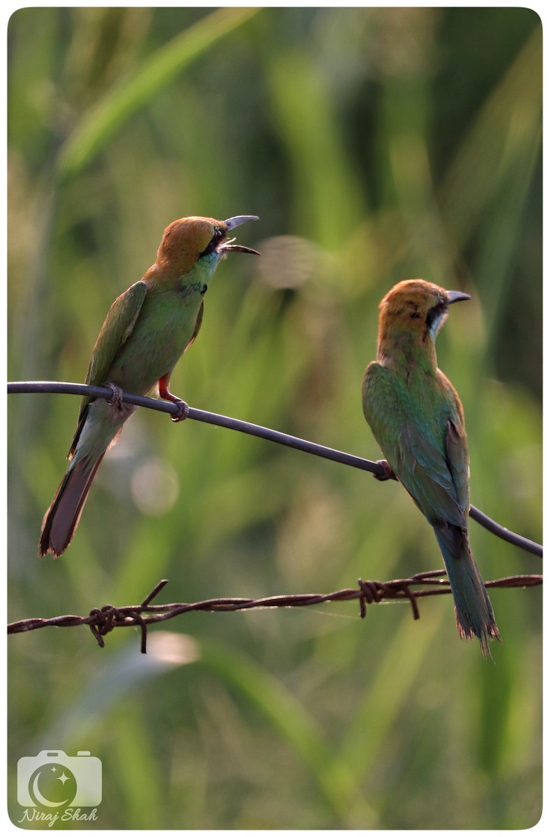 Asian Green Bee-eater - ML624038687