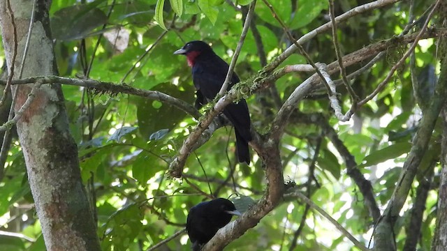 Purple-throated Fruitcrow - ML624038688