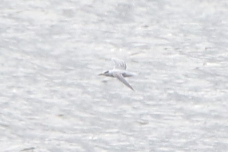 Royal Tern - ML624038692