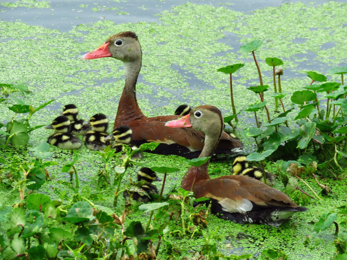 Black-bellied Whistling-Duck - ML624038704