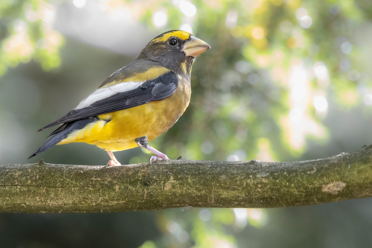 Evening Grosbeak - ML624038707