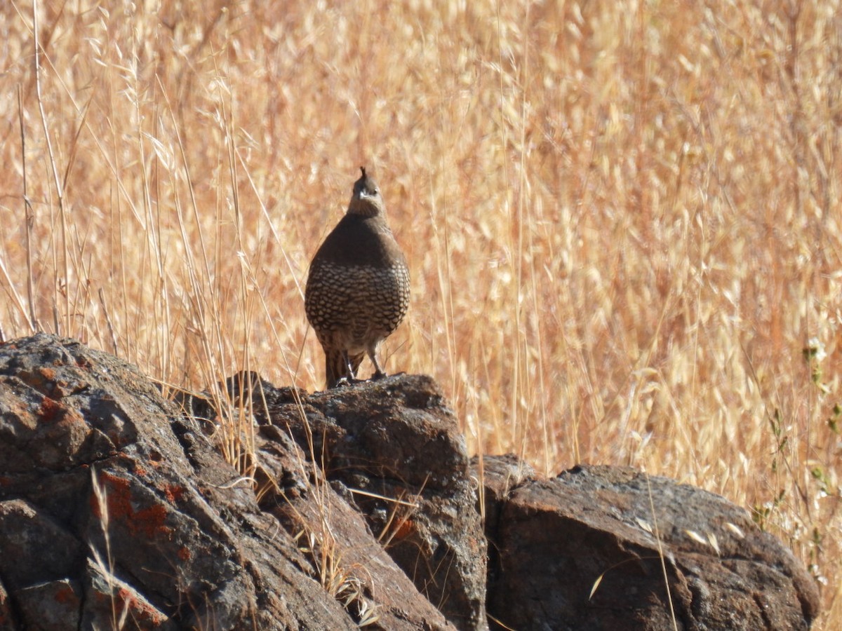 California Quail - Gregory Russo