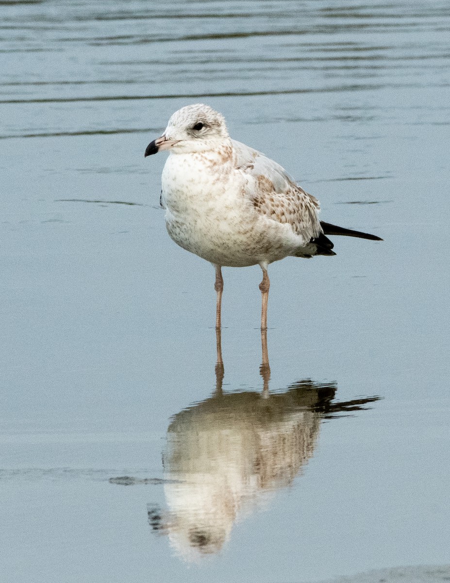 Ring-billed Gull - ML624038741