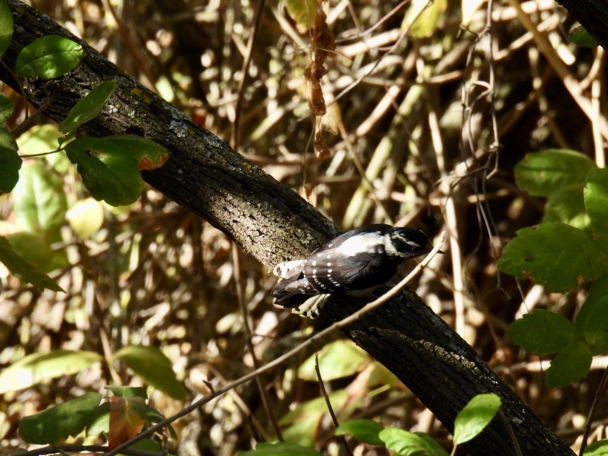 Downy Woodpecker - ML624038743