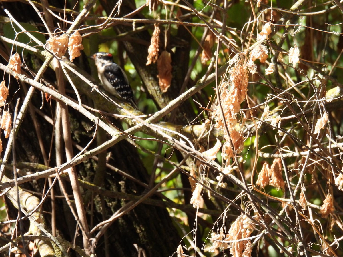 Downy Woodpecker - ML624038744