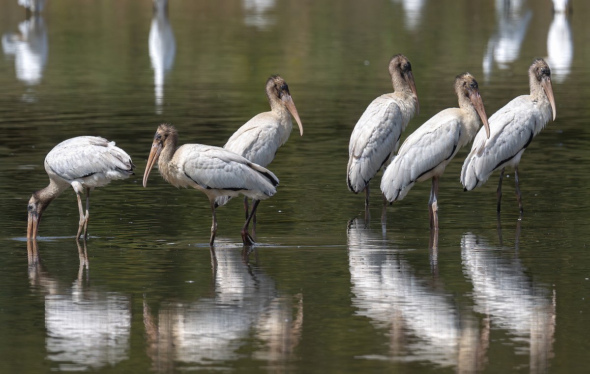 Wood Stork - ML624038748