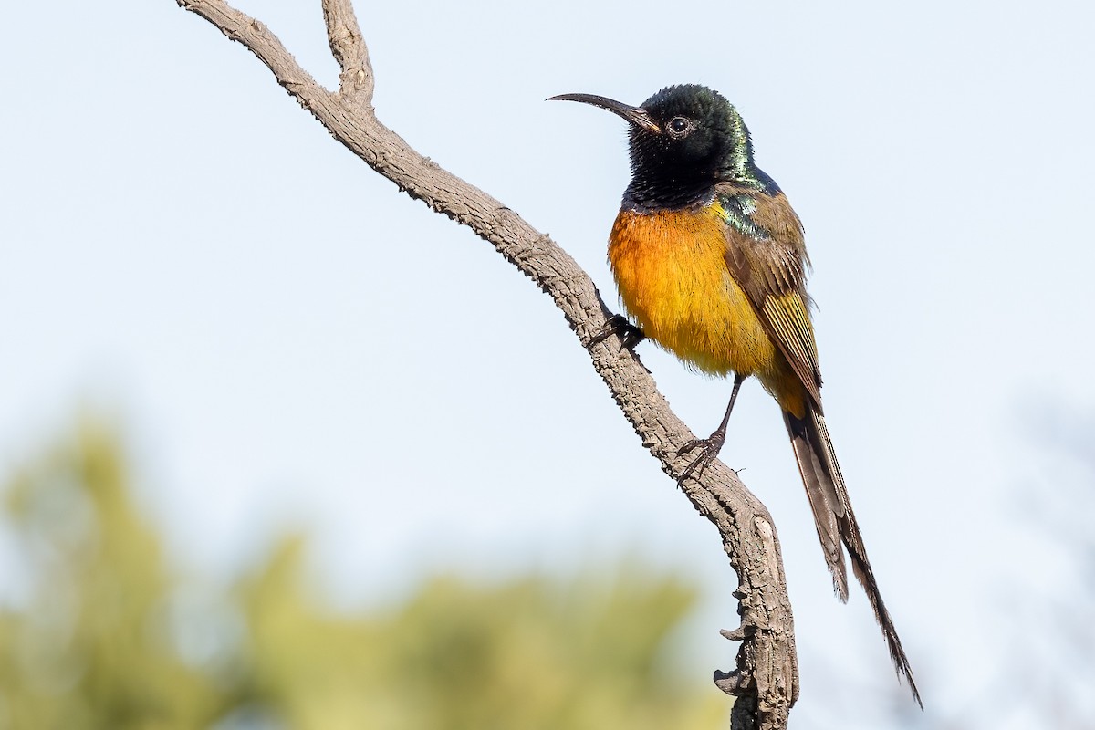 Orange-breasted Sunbird - ML624038751