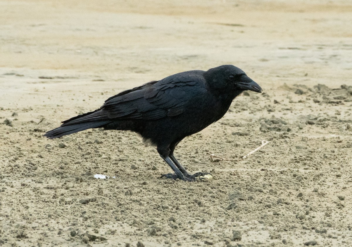 American Crow - ML624038752