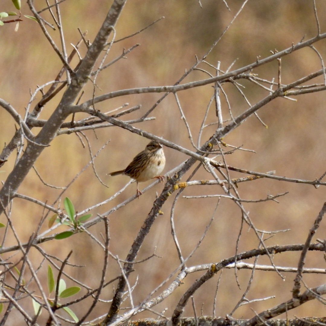 Lincoln's Sparrow - ML624038763