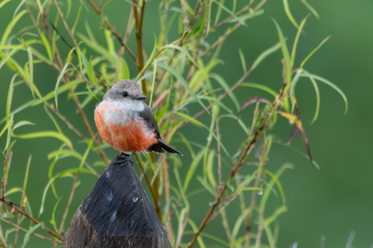 Vermilion Flycatcher - ML624038764