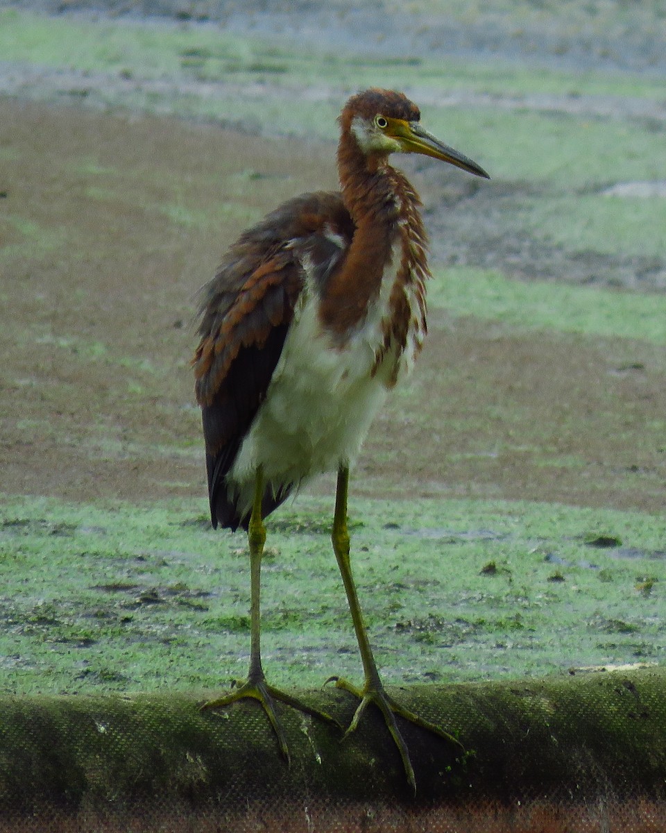 Tricolored Heron - ML624038773