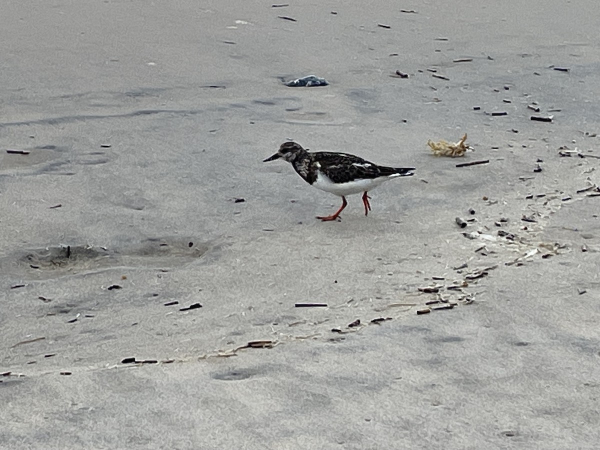 Ruddy Turnstone - ML624038778