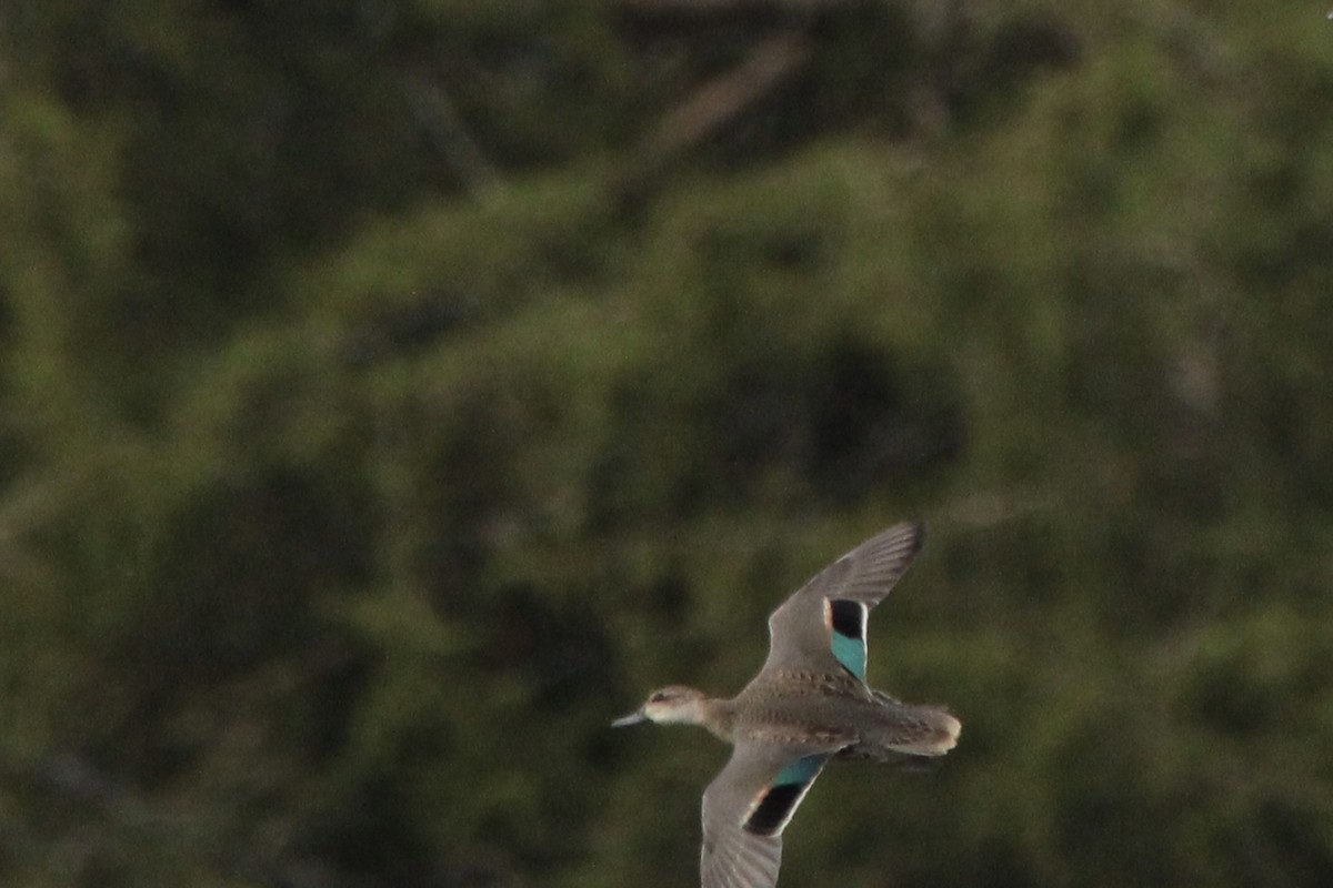 Green-winged Teal (American) - ML624038781