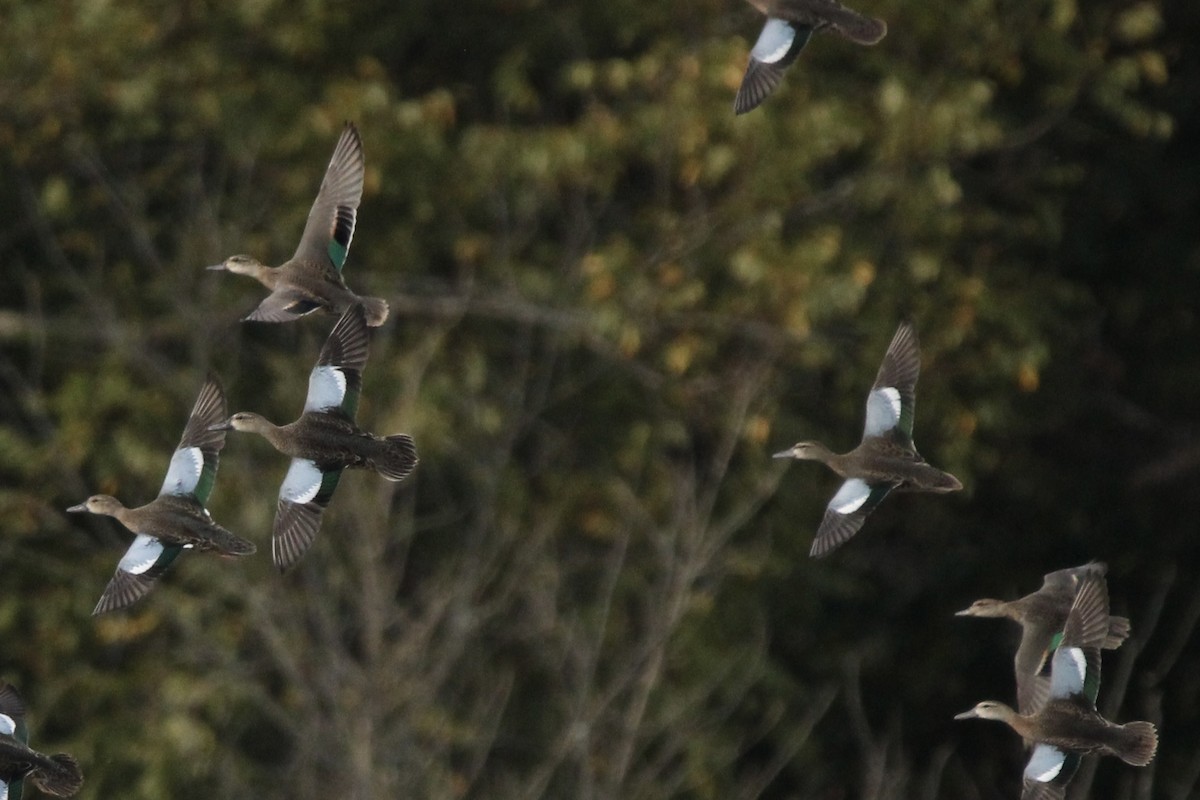 Green-winged Teal (American) - ML624038783