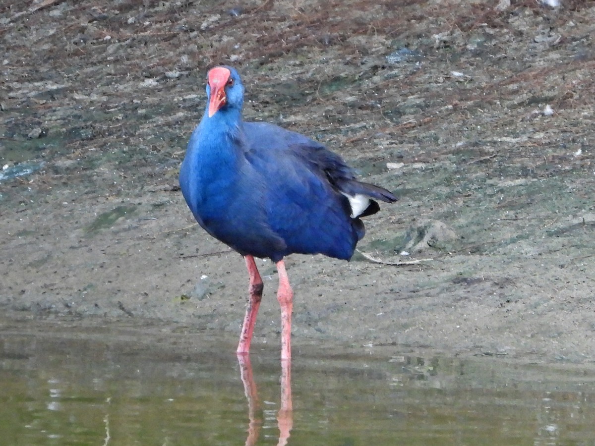 Western Swamphen - ML624038787