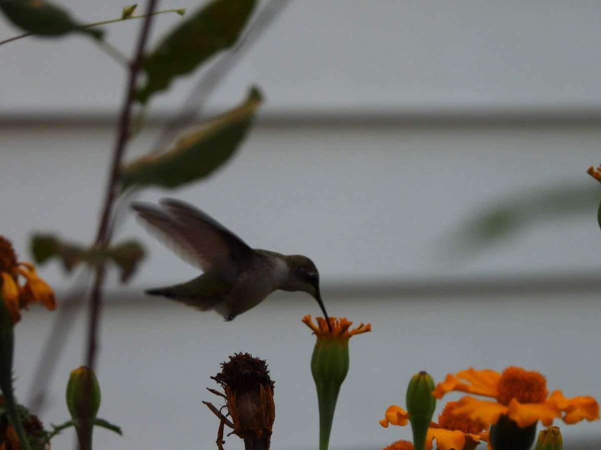 Ruby-throated Hummingbird - ML624038793