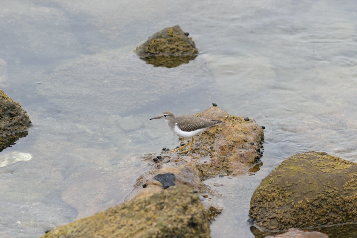 Spotted Sandpiper - ML624038798