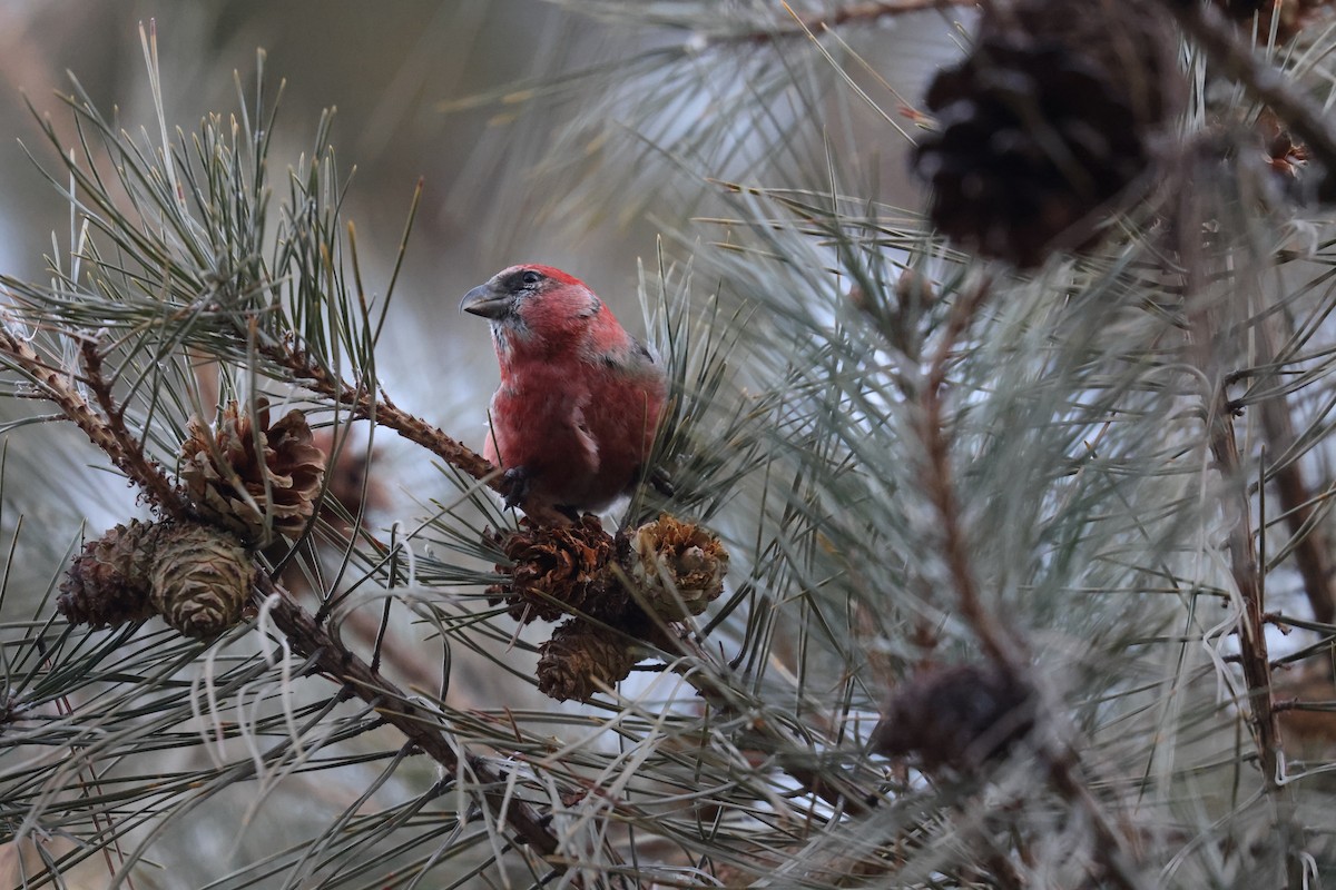 Mokoker hegalzuria - ML624038802