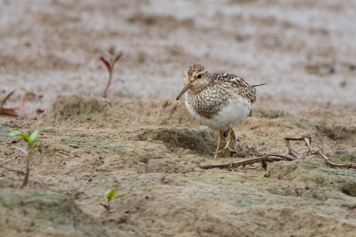 Pectoral Sandpiper - Nestor Monsalve (@birds.nestor)