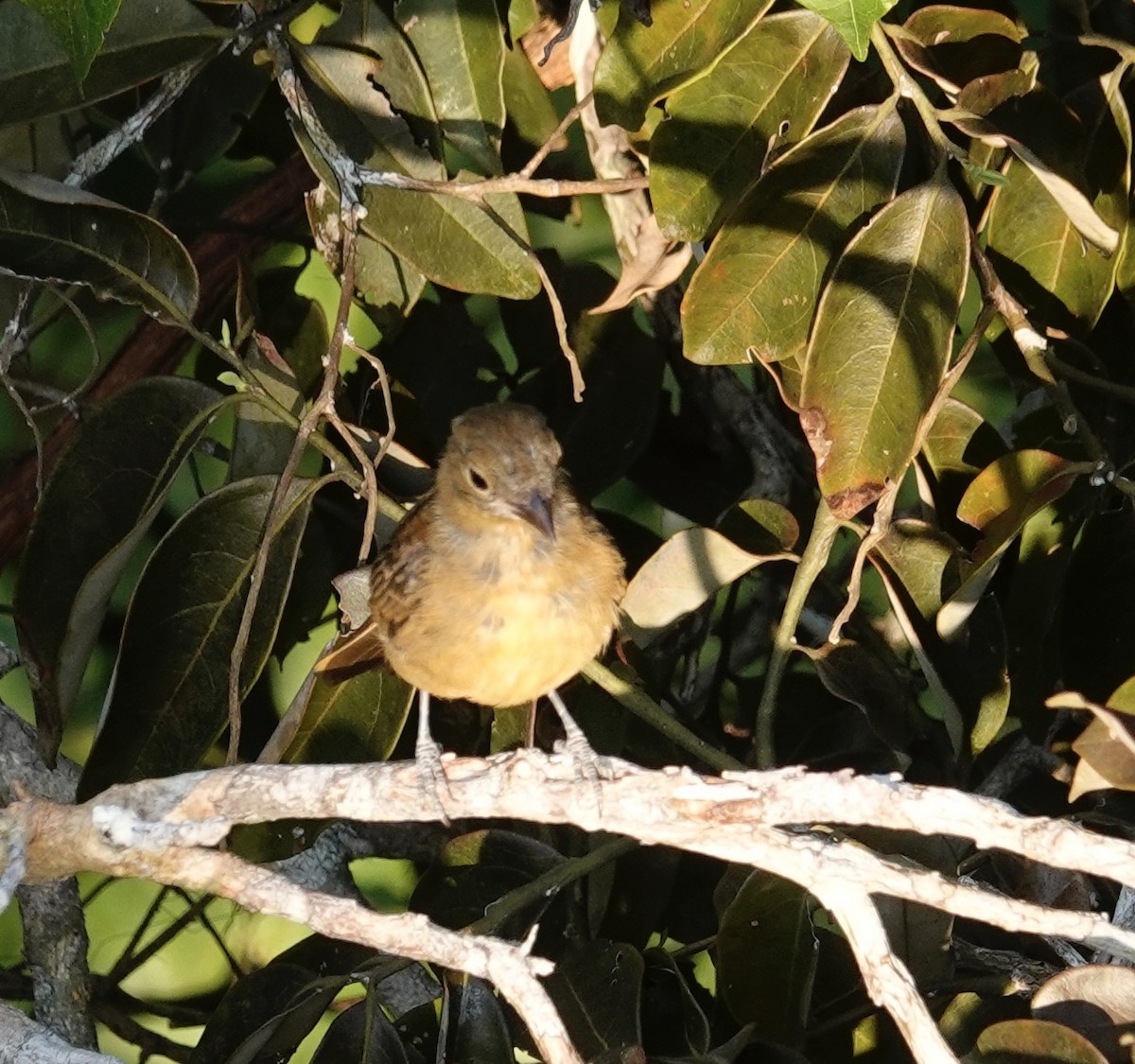 Flame-crested Tanager (Flame-crested) - ML624038807