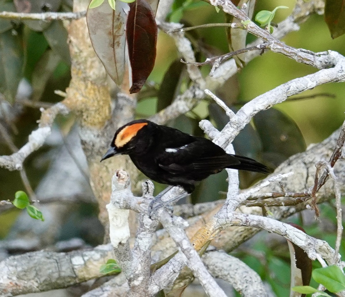 Flame-crested Tanager (Flame-crested) - ML624038811