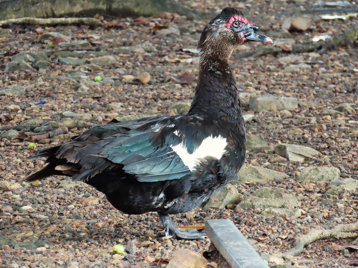 Muscovy Duck (Domestic type) - ML624038814