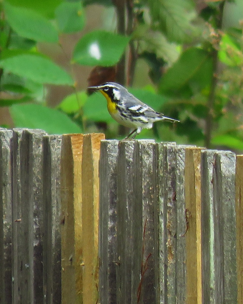 Yellow-throated Warbler - ML624038815