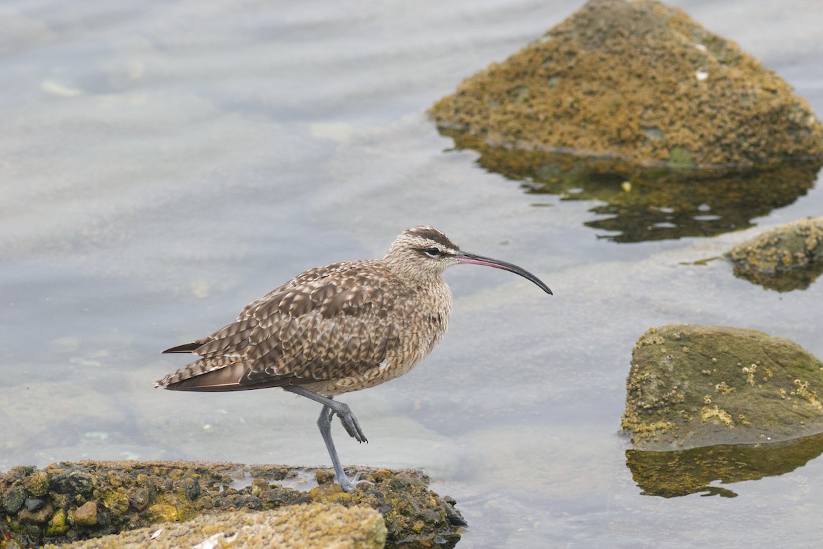 Whimbrel - ML624038816