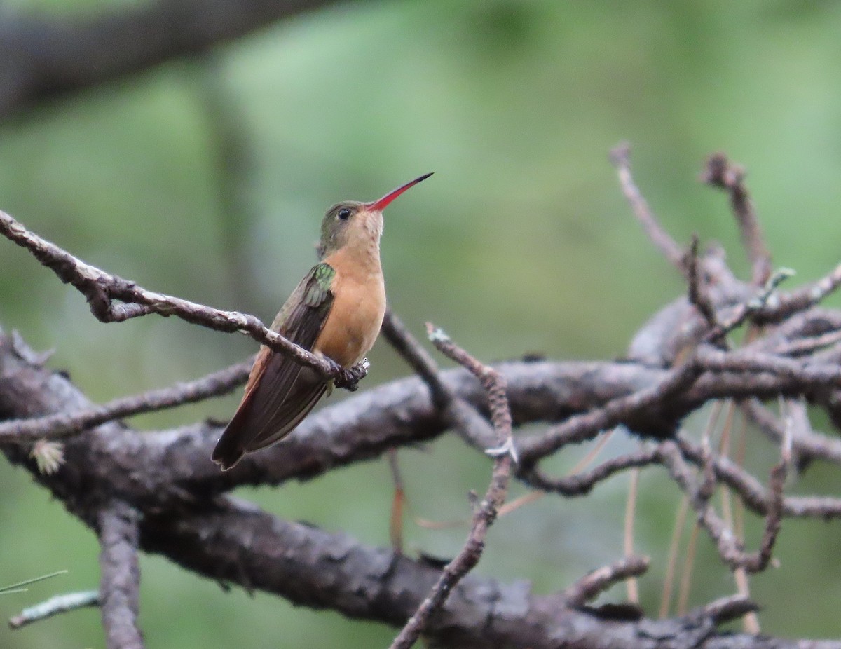 Cinnamon Hummingbird - ML624038832