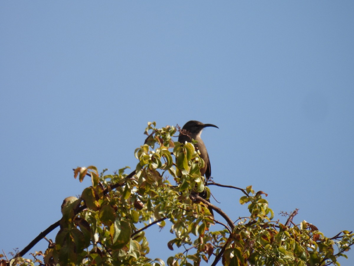 California Thrasher - ML624038834