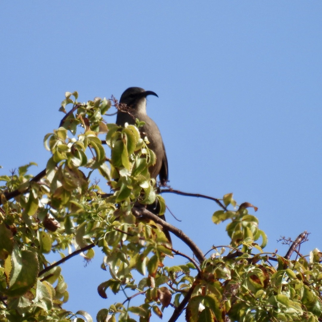 California Thrasher - ML624038835