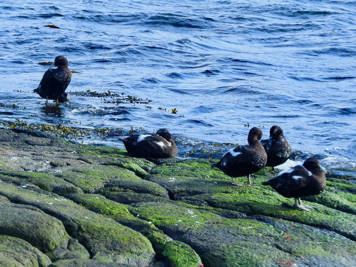 Common Eider - ML624038851