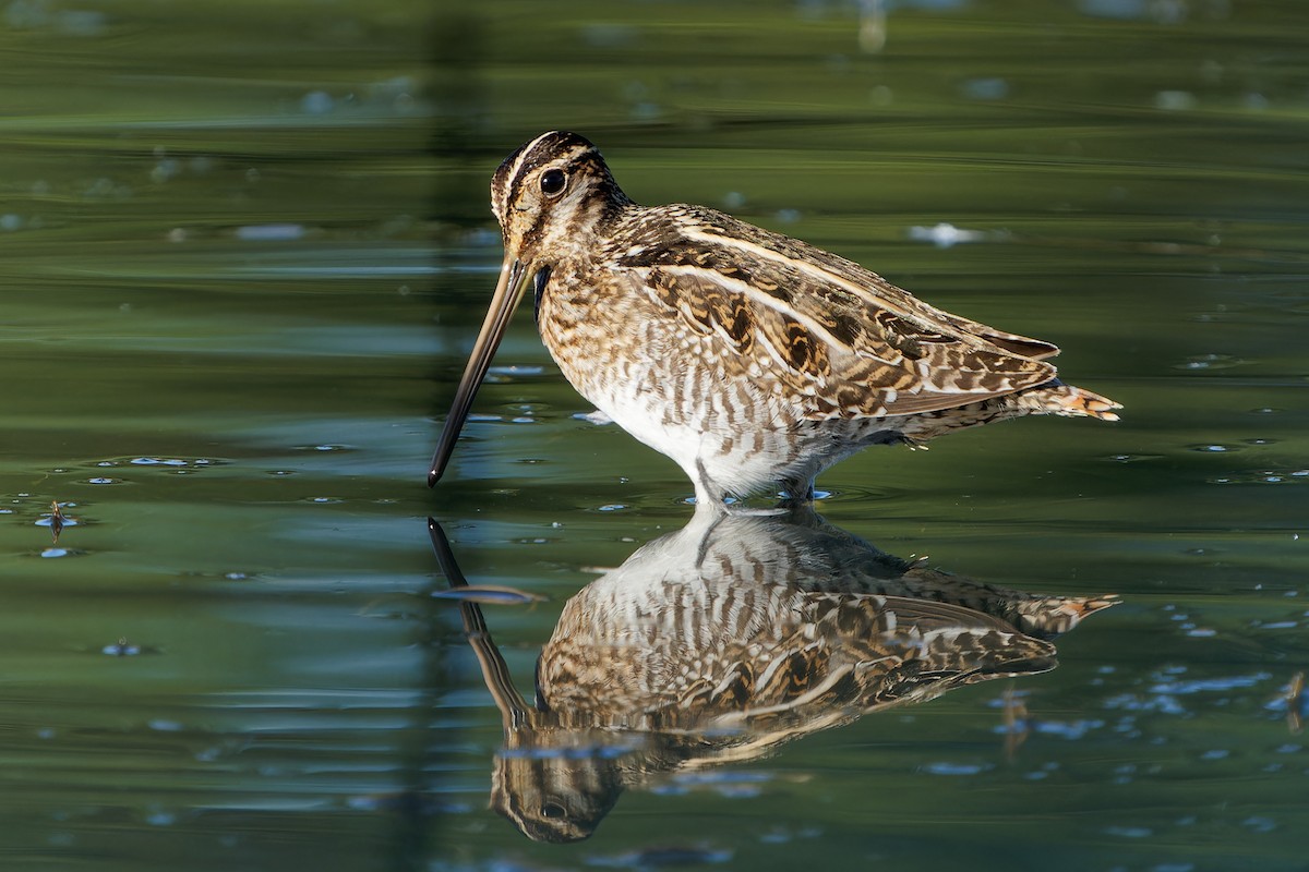 Wilson's Snipe - Jonathan Casanova