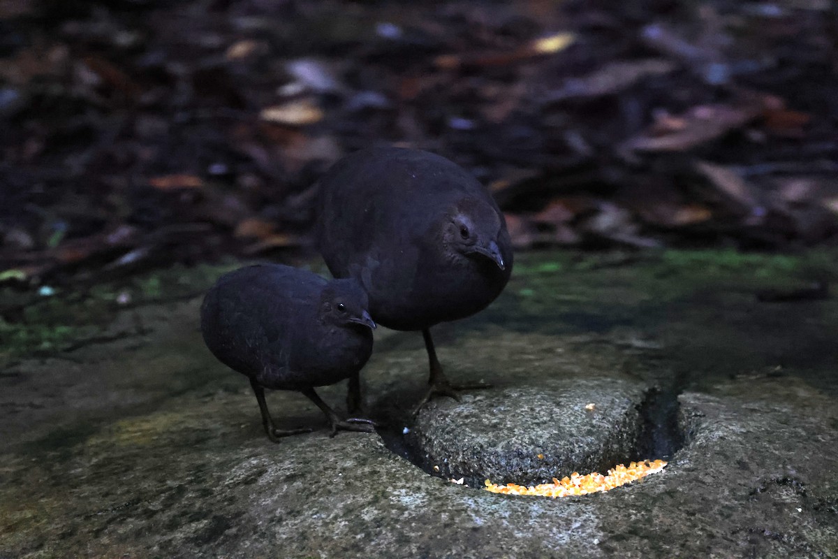 Cinereous Tinamou - Charles Davies