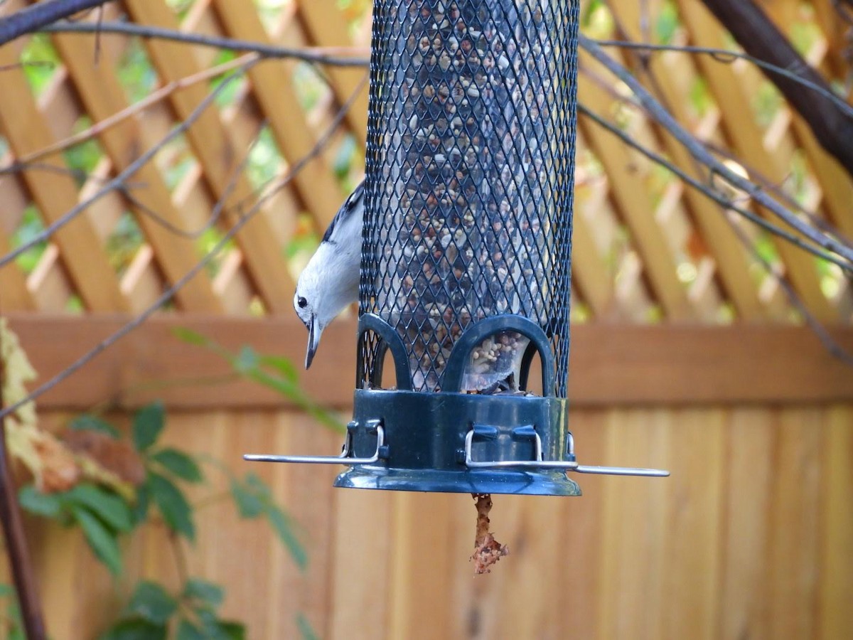 White-breasted Nuthatch - ML624038869