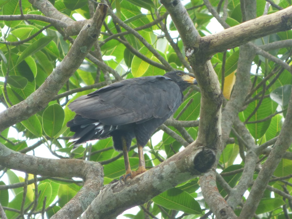 Common Black Hawk - ML624038870