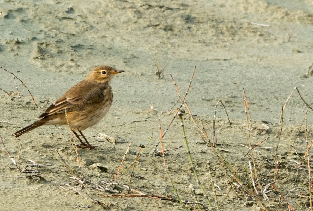 American Pipit - ML624038873