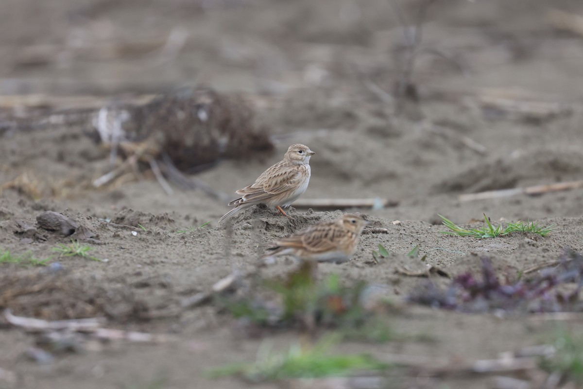 Turkestan Short-toed Lark - ML624038879